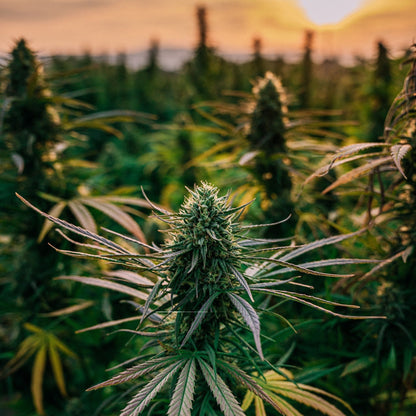 Hempwool Hennep Isolatieplaten (per pak van 3 á 4 platen) – productafbeelding 3